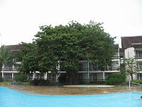  Baobab sous la pluie